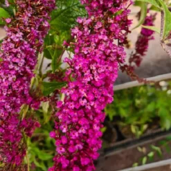 Buddleja Vlinderstruik 'Davidii Royal Red' - Rood, Meerjarig En Winterhard - Vlinderplant / Vlinderstruiken - Aantrekkelijk Voor De Vlinder | 1.5 Liter Pot 10 Buddleja Vlinderstruik 'Davidii Royal Red' - Rood, Meerjarig En Winterhard - Vlinderplant / Vlinderstruiken - Aantrekkelijk Voor De Vlinder | 1.5 Liter Pot -Goedkope Groene Liefde Winkel 1200x1200 783