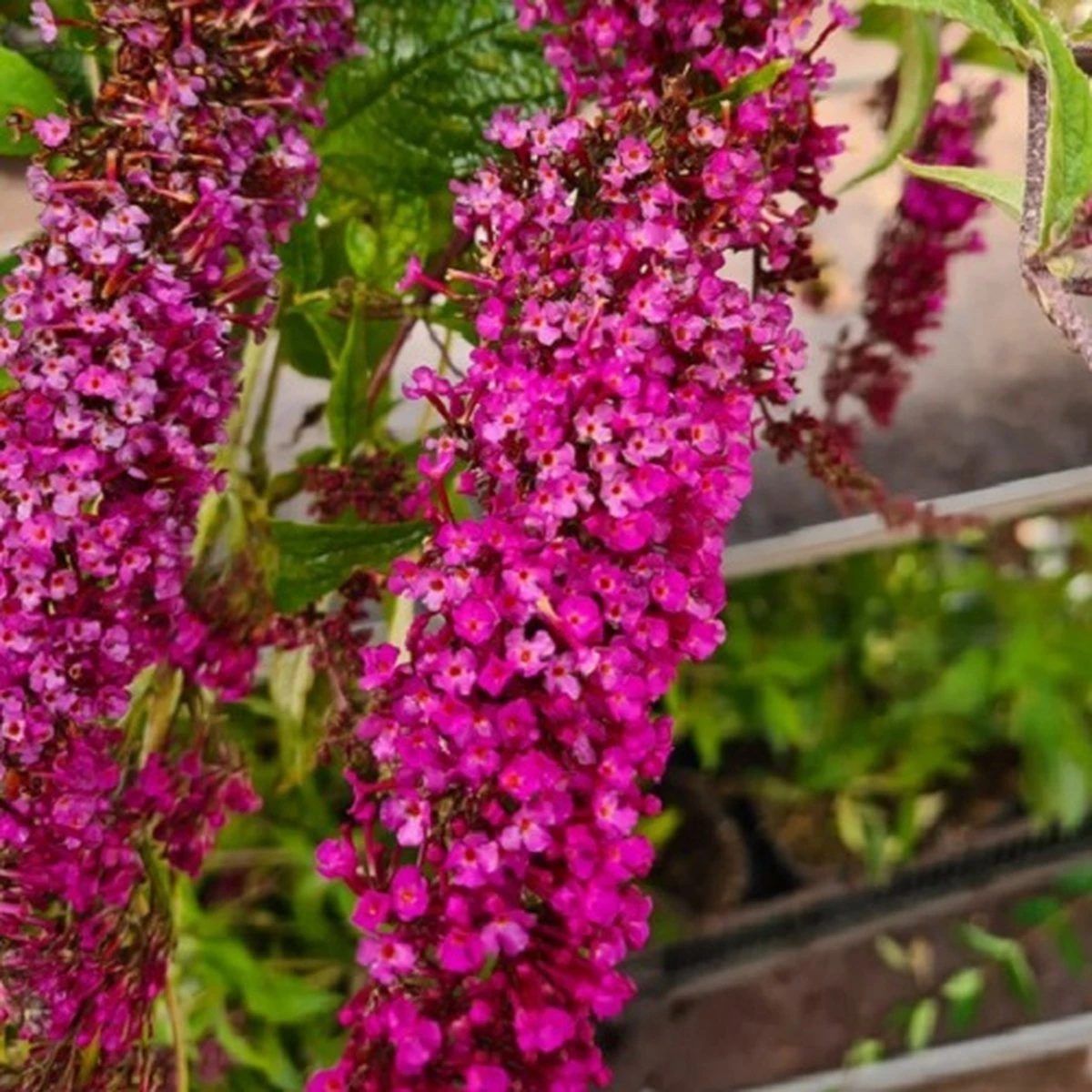 Buddleja Vlinderstruik 'Davidii Royal Red' - Rood, Meerjarig En Winterhard - Vlinderplant / Vlinderstruiken - Aantrekkelijk Voor De Vlinder | 1.5 Liter Pot 6 Buddleja Vlinderstruik 'Davidii Royal Red' - Rood, Meerjarig En Winterhard - Vlinderplant / Vlinderstruiken - Aantrekkelijk Voor De Vlinder | 1.5 Liter Pot - Afbeelding 4