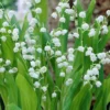 Convallaria Majalis - 10 Planten - Lelietje Van Dalen - Meiklokje - Winterhard - Garden Select -Goedkope Groene Liefde Winkel 1200x1200 785