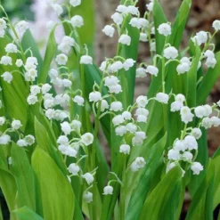 Convallaria Majalis - 10 Planten - Lelietje Van Dalen - Meiklokje - Winterhard - Garden Select