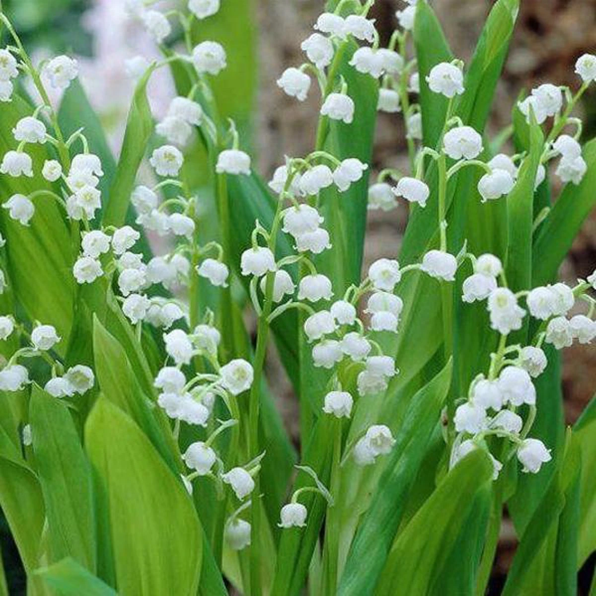 Convallaria Majalis - 10 Planten - Lelietje Van Dalen - Meiklokje - Winterhard - Garden Select 3 Convallaria Majalis - 10 Planten - Lelietje Van Dalen - Meiklokje - Winterhard - Garden Select