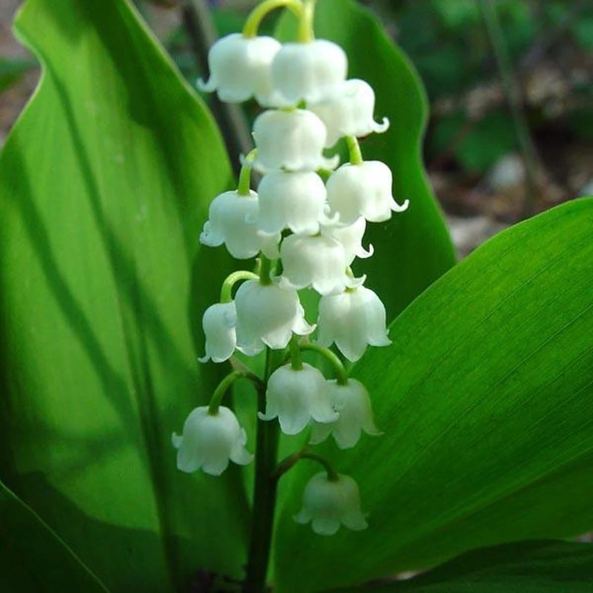 Convallaria Majalis - 10 Planten - Lelietje Van Dalen - Meiklokje - Winterhard - Garden Select 4 Convallaria Majalis - 10 Planten - Lelietje Van Dalen - Meiklokje - Winterhard - Garden Select - Afbeelding 2