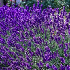 12 X Lavandula Angustifolia 'Dwarf Blue’ - Lavendel Pot 9 X 9 Cm