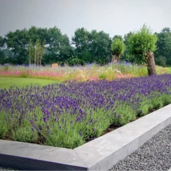 12 X Lavandula Angustifolia 'Dwarf Blue’ - Lavendel Pot 9 X 9 Cm -Goedkope Groene Liefde Winkel 1200x1200 788