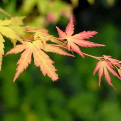 4x Acer Mix - Orange Dream - Going Green - Butterfly - Atropurpureum - ⌀10.5 Cm - 25-30 Cm 9 4x Acer Mix - Orange Dream - Going Green - Butterfly - Atropurpureum - ⌀10.5 Cm - 25-30 Cm -Goedkope Groene Liefde Winkel 1200x1200 790