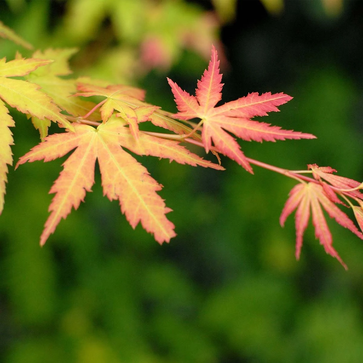 4x Acer Mix - Orange Dream - Going Green - Butterfly - Atropurpureum - ⌀10.5 Cm - 25-30 Cm 5 4x Acer Mix - Orange Dream - Going Green - Butterfly - Atropurpureum - ⌀10.5 Cm - 25-30 Cm - Afbeelding 3