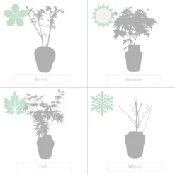 4x Acer Mix - Orange Dream - Going Green - Butterfly - Atropurpureum - ⌀10.5 Cm - 25-30 Cm 11 4x Acer Mix - Orange Dream - Going Green - Butterfly - Atropurpureum - ⌀10.5 Cm - 25-30 Cm -Goedkope Groene Liefde Winkel 1200x1200 791