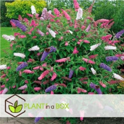 Plant In A Box - Mix Van 3 Vlinderstruiken - Buddleja Davidii 'Nanho Blue', 'Pink Delight', 'White Profusion' - Pot 9cm - Hoogte 25-40cm -Goedkope Groene Liefde Winkel 1200x1200 793
