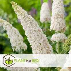 Plant In A Box - Mix Van 3 Vlinderstruiken - Buddleja Davidii 'Nanho Blue', 'Pink Delight', 'White Profusion' - Pot 9cm - Hoogte 25-40cm -Goedkope Groene Liefde Winkel 1200x1200 796