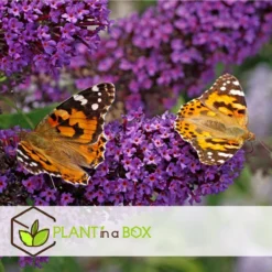 Plant In A Box - Mix Van 3 Vlinderstruiken - Buddleja Davidii 'Nanho Blue', 'Pink Delight', 'White Profusion' - Pot 9cm - Hoogte 25-40cm -Goedkope Groene Liefde Winkel 1200x1200 797