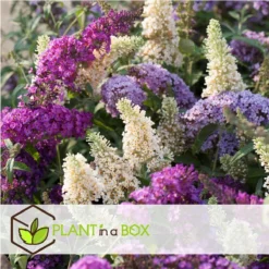 Plant In A Box - Mix Van 3 Vlinderstruiken - Buddleja Davidii 'Nanho Blue', 'Pink Delight', 'White Profusion' - Pot 9cm - Hoogte 25-40cm -Goedkope Groene Liefde Winkel 1200x1200 798