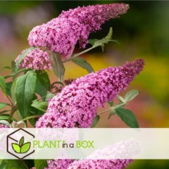 Plant In A Box - Mix Van 3 Vlinderstruiken - Buddleja Davidii 'Nanho Blue', 'Pink Delight', 'White Profusion' - Pot 9cm - Hoogte 25-40cm -Goedkope Groene Liefde Winkel 1200x1200 800