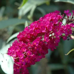 Goedkope Groene Liefde Winkel -Goedkope Groene Liefde Winkel 1200x1200 806