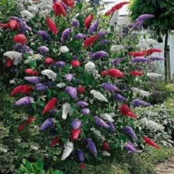 3 X Vlinderstruik Buddleja: Davidii 'Royal Red'/'White Profusion'/'Empire Blue' - Rood/Wit/Blauw, Meerjarig En Winterhard - Set Van 3 Vlinderstruiken / Vlinderplant | 3 X 1.5 Liter Potten - Aantrekkelijk Voor De Vlinder -Goedkope Groene Liefde Winkel 1200x1200 809