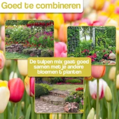 Merkloos Verschillende Kleuren Tulpenbollen Mix Met 30 Tulpen Bollen - Bloembollen Mix - Tuin - Tuindecoratie - Bloemen - Balkon -Goedkope Groene Liefde Winkel 1200x1200 822