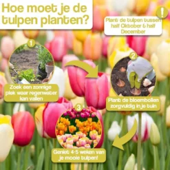 Merkloos Verschillende Kleuren Tulpenbollen Mix Met 30 Tulpen Bollen - Bloembollen Mix - Tuin - Tuindecoratie - Bloemen - Balkon -Goedkope Groene Liefde Winkel 1200x1200 825