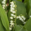 Lelietje-van-dalen - Convallaria Majalis | 10 Stuks | Geurende Plant | Tuinplant Geurend | Wortelstok | Snijbloem | Geurend | Verwilderend | Geschikt Voor In Pot | Winterhard | Wit | 100% Bloeigarantie | QFB Gardening 1 Lelietje-van-dalen - Convallaria Majalis | 10 Stuks | Geurende Plant | Tuinplant Geurend | Wortelstok | Snijbloem | Geurend | Verwilderend | Geschikt Voor In Pot | Winterhard | Wit | 100% Bloeigarantie | QFB Gardening -Goedkope Groene Liefde Winkel 1200x1200 827
