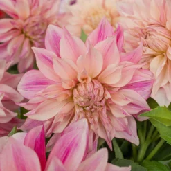 Dahlia Café Au Lait Royal | 1 Stuk | Dinnerplate Dahlia | Reuze Dahlia | Decoratieve Dahlia | Knol | Crème | Roze | Dahlia Knollen Van Top Kwaliteit | 100% Bloeigarantie | QFB Gardening -Goedkope Groene Liefde Winkel 1200x1200 831