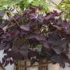 Geluksklaver - Oxalis Triangularis | 10 Stuks | Knol | Geschikt Voor In Pot | Winterhard | Wit | Bijzondere Zomerbloeier | 100% Bloeigarantie | QFB Gardening -Goedkope Groene Liefde Winkel 1200x1200 832