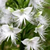 Habenaria Aoba | 5 Stuks | Knol | Geschikt Voor In Pot | Wit | Bijzondere Zomerbloeier | 100% Bloeigarantie | QFB Gardening 2 Habenaria Aoba | 5 Stuks | Knol | Geschikt Voor In Pot | Wit | Bijzondere Zomerbloeier | 100% Bloeigarantie | QFB Gardening -Goedkope Groene Liefde Winkel 1200x1200 833