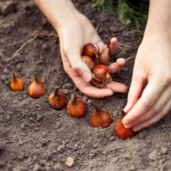 KH Bloembollen - 100 Tulpenbollen MIX XXL - Tuin - Tulpen - Bloemen 12 KH Bloembollen - 100 Tulpenbollen MIX XXL - Tuin - Tulpen - Bloemen -Goedkope Groene Liefde Winkel 1200x1200 840