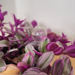 Merkloos JADI - Druppelsysteem - Waterdruppelaar Voor Uw Planten - Set Van 6 Stuks - 3 Grote & 3 Kleine - Transparante Waterbollen -Goedkope Groene Liefde Winkel 1200x1200 853