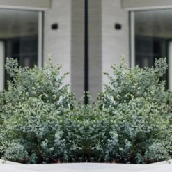 Eucalyptus Gunnii - Gomboom - Heester - Groenblijvend - ⌀17 Cm - 40-50 Cm -Goedkope Groene Liefde Winkel 1200x605