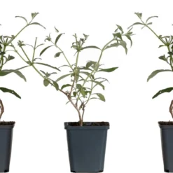 WL Plants - Mix Van 3 - Buddleja Davidii - 'Pink Delight' - 'Nanho Blue' - 'White Profusion' - Roze, Wit En Blauw - Vlinderstruik - Winterhard - Tuinplanten - ± 25cm Hoog - 9cm Diameter - In Kweekpot 13 WL Plants - Mix Van 3 - Buddleja Davidii - 'Pink Delight' - 'Nanho Blue' - 'White Profusion' - Roze, Wit En Blauw - Vlinderstruik - Winterhard - Tuinplanten - ± 25cm Hoog - 9cm Diameter - In Kweekpot -Goedkope Groene Liefde Winkel 1200x651