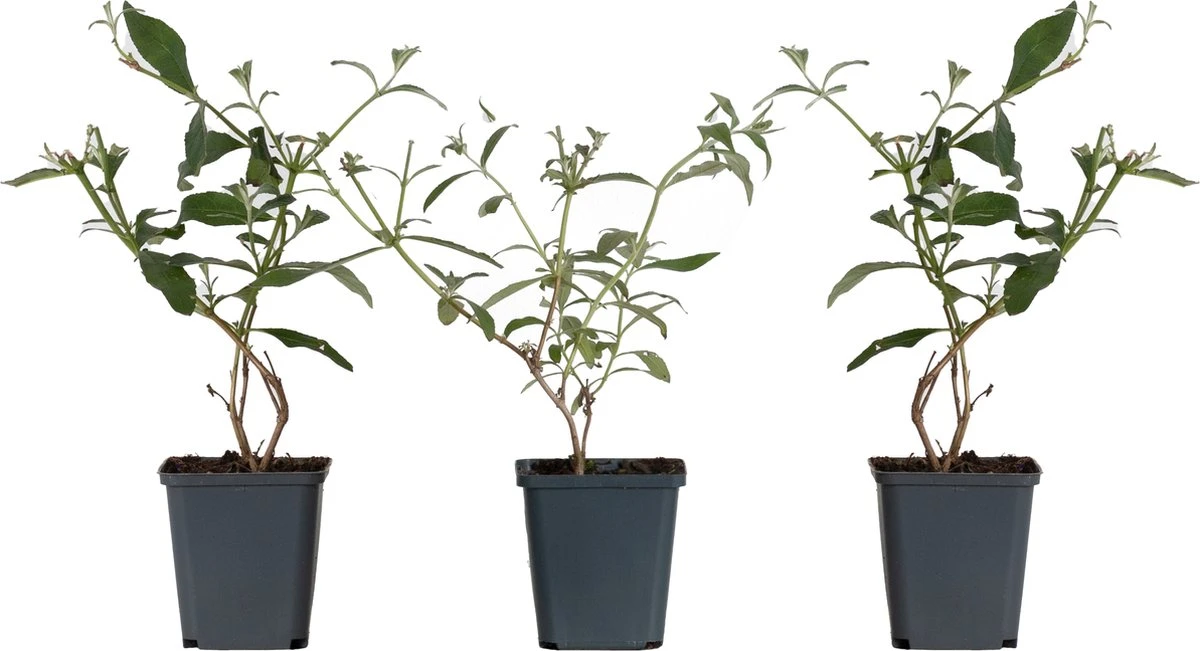 WL Plants - Mix Van 3 - Buddleja Davidii - 'Pink Delight' - 'Nanho Blue' - 'White Profusion' - Roze, Wit En Blauw - Vlinderstruik - Winterhard - Tuinplanten - ± 25cm Hoog - 9cm Diameter - In Kweekpot 8 WL Plants - Mix Van 3 - Buddleja Davidii - 'Pink Delight' - 'Nanho Blue' - 'White Profusion' - Roze, Wit En Blauw - Vlinderstruik - Winterhard - Tuinplanten - ± 25cm Hoog - 9cm Diameter - In Kweekpot - Afbeelding 6