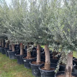 Olijfboom 200 Cm Hoog - Oude Olijfboom - Olea Europea -Goedkope Groene Liefde Winkel 1200x675 1