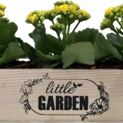 GARDEN SPIRIT Kruidenbak Op Pootjes Bloembak 34 X 9 X 10 Cm - Kweekbak -Goedkope Groene Liefde Winkel 1200x679 1