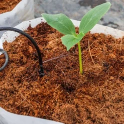 Cellmax Kokos Potgrond - Cocopeat - Stekgrond - Duurzaam - 50 Liter -Goedkope Groene Liefde Winkel 1200x690