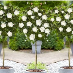 Stamrozen 3x XXL - Buitenplant - Grootbloemig - OH2 - Winterhard - Heerlijke Geur - Wit- Stamrozen 120-140 Cm 7 Stamrozen 3x XXL - Buitenplant - Grootbloemig - OH2 - Winterhard - Heerlijke Geur - Wit- Stamrozen 120-140 Cm -Goedkope Groene Liefde Winkel 1200x726 1