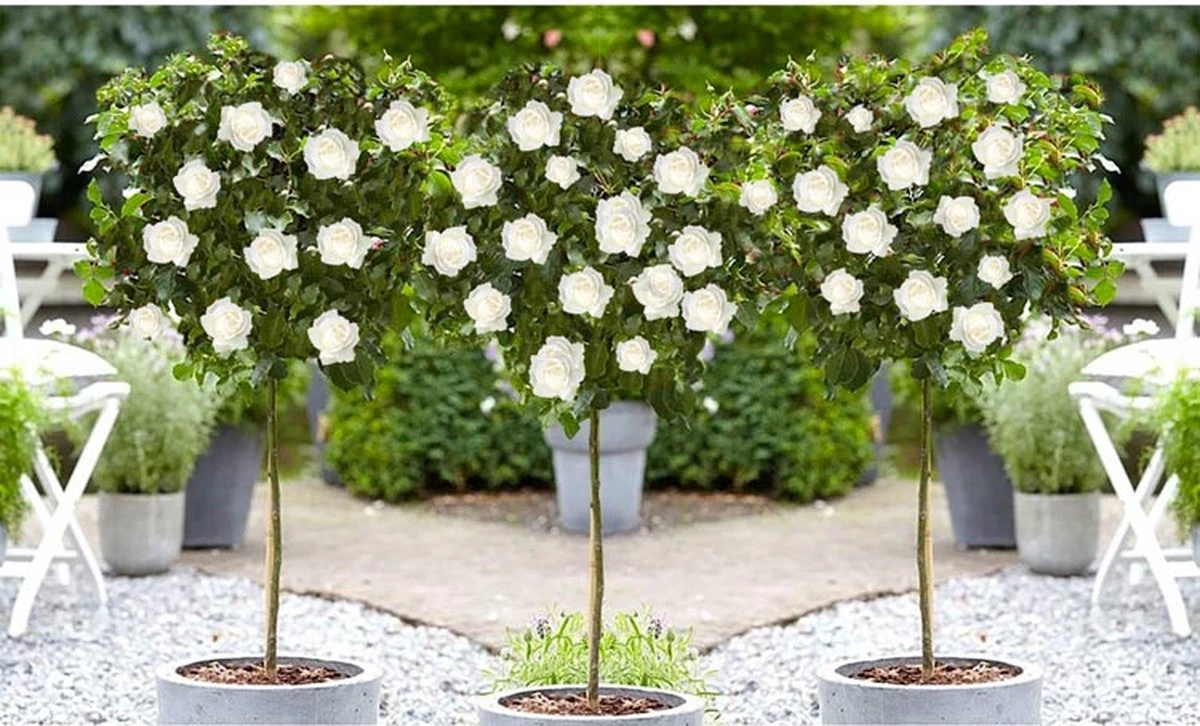 Stamrozen 3x XXL - Buitenplant - Grootbloemig - OH2 - Winterhard - Heerlijke Geur - Wit- Stamrozen 120-140 Cm 5 Stamrozen 3x XXL - Buitenplant - Grootbloemig - OH2 - Winterhard - Heerlijke Geur - Wit- Stamrozen 120-140 Cm - Afbeelding 3