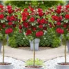 Stamrozen ROOD XXL X 3 - Winterharde Roos - Buitenplant - 120-140 Cm 2 Stamrozen ROOD XXL X 3 - Winterharde Roos - Buitenplant - 120-140 Cm -Goedkope Groene Liefde Winkel 1200x726 2
