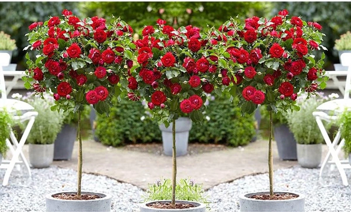 Stamrozen ROOD XXL X 3 - Winterharde Roos - Buitenplant - 120-140 Cm 3 Stamrozen ROOD XXL X 3 - Winterharde Roos - Buitenplant - 120-140 Cm