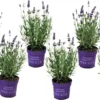 Plant In A Box - Lavandula Angustifolia - Set Van 6 - Winterharde Lavendel Struikjes - Pot 10.5cm - Hoogte 10-15cm -Goedkope Groene Liefde Winkel 1200x736