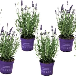 Plant In A Box - Lavandula Angustifolia - Set Van 6 - Winterharde Lavendel Struikjes - Pot 10.5cm - Hoogte 10-15cm