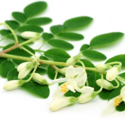 Moringa Oleifera Zaden - Zelf Moringa Oleifera Kweken - Moringa's Finest -Goedkope Groene Liefde Winkel 1200x740