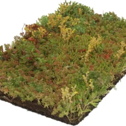 Covergreen Kant-en-klare Sedum Plantenmat