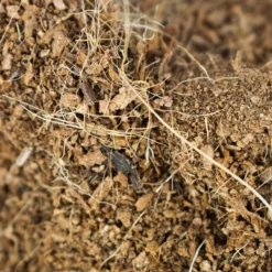 SYBASoil Kokosvezel 3L - Zoutvrij - Perfect Voor Stekken & Zaaien -Goedkope Groene Liefde Winkel 1200x799 5