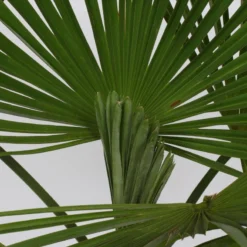Winterharde Palmboom - Trachycarpus Fortunei 100cm -Goedkope Groene Liefde Winkel 1200x799 7
