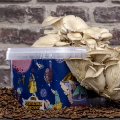 Oesterzwam Growkit - Zelf Paddestoelen Kweken Op Koffiedik - Paddenstoelen Kweekset -Goedkope Groene Liefde Winkel 1200x800 39