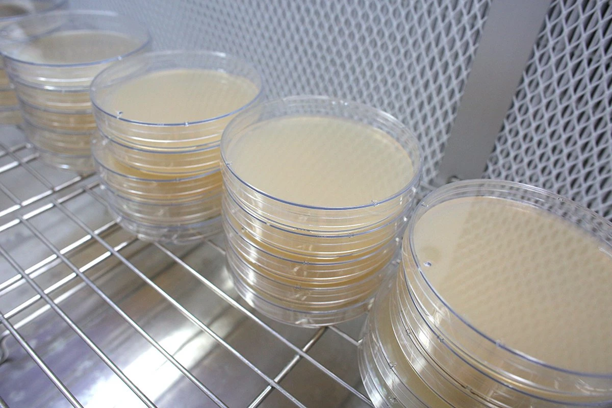 ToshiFarm Petrischaal - 5 Stuks - Petrischalen Met Agar - Steriele Petrischaal Met Agar - Steriele Agar Plaatjes 4 ToshiFarm Petrischaal - 5 Stuks - Petrischalen Met Agar - Steriele Petrischaal Met Agar - Steriele Agar Plaatjes - Afbeelding 2