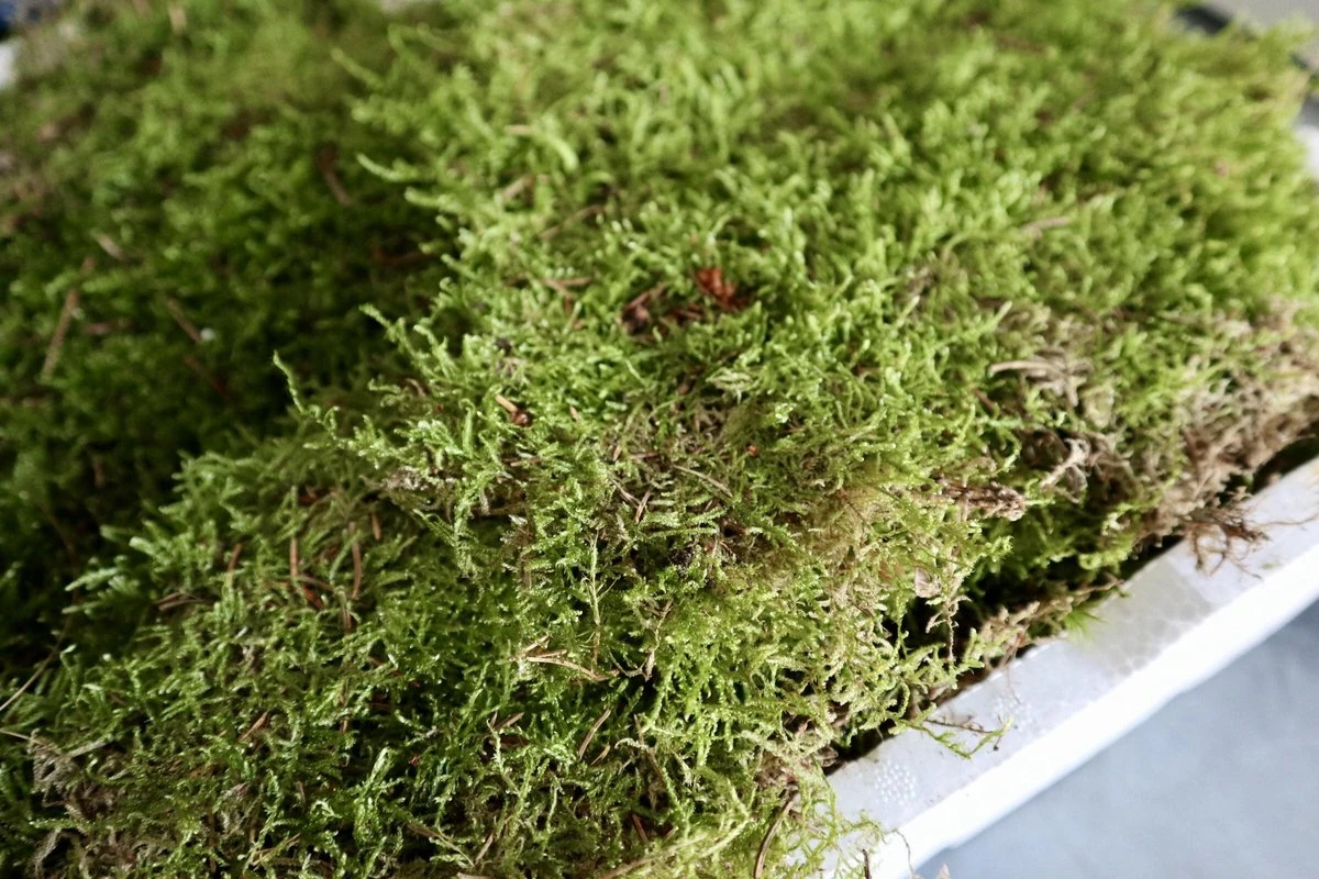 Merkloos 4 Lagen Vers Mos (Platmos) - Leuk Voor Decoratie - In Kist (40x30cm) 4 Merkloos 4 Lagen Vers Mos (Platmos) - Leuk Voor Decoratie - In Kist (40x30cm) - Afbeelding 2