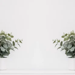 Eucalyptus Gunnii - Gomboom - Heester - Groenblijvend - ⌀17 Cm - 40-50 Cm -Goedkope Groene Liefde Winkel 1200x800 59