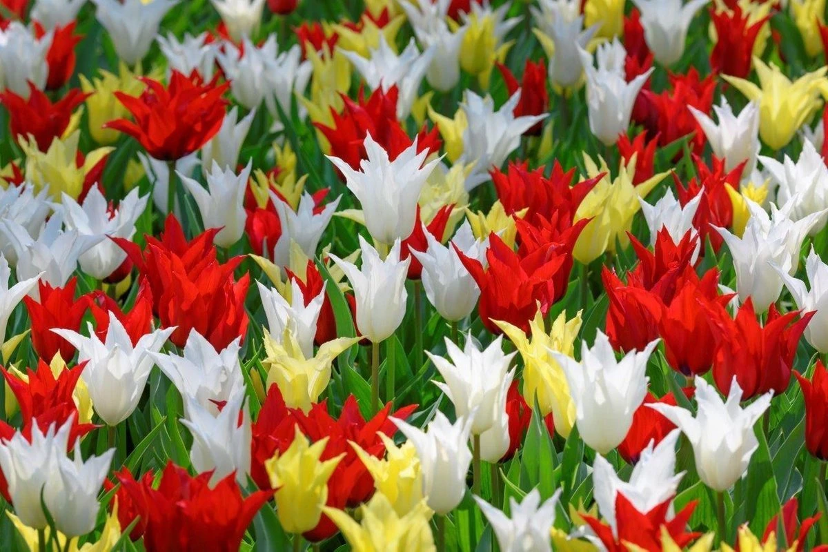 25 Tulpenbollen Chic Mix - Bloembollen Mix - Tulpen Mix - Bollen - Bulbs - Tulip - Flowerbulbs - Flowers - Tuin Tulpen - Bloemen 4 25 Tulpenbollen Chic Mix - Bloembollen Mix - Tulpen Mix - Bollen - Bulbs - Tulip - Flowerbulbs - Flowers - Tuin Tulpen - Bloemen - Afbeelding 2