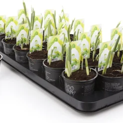 Merkloos Sneeuwklokjes In Pot (Ø9cm) - Voorjaarsbollen - 1 Tray à 9 Stuks - Haal Het Voorjaar In Huis - Bloeien Prachtig 2 à 3 Weken Na Ontvangst