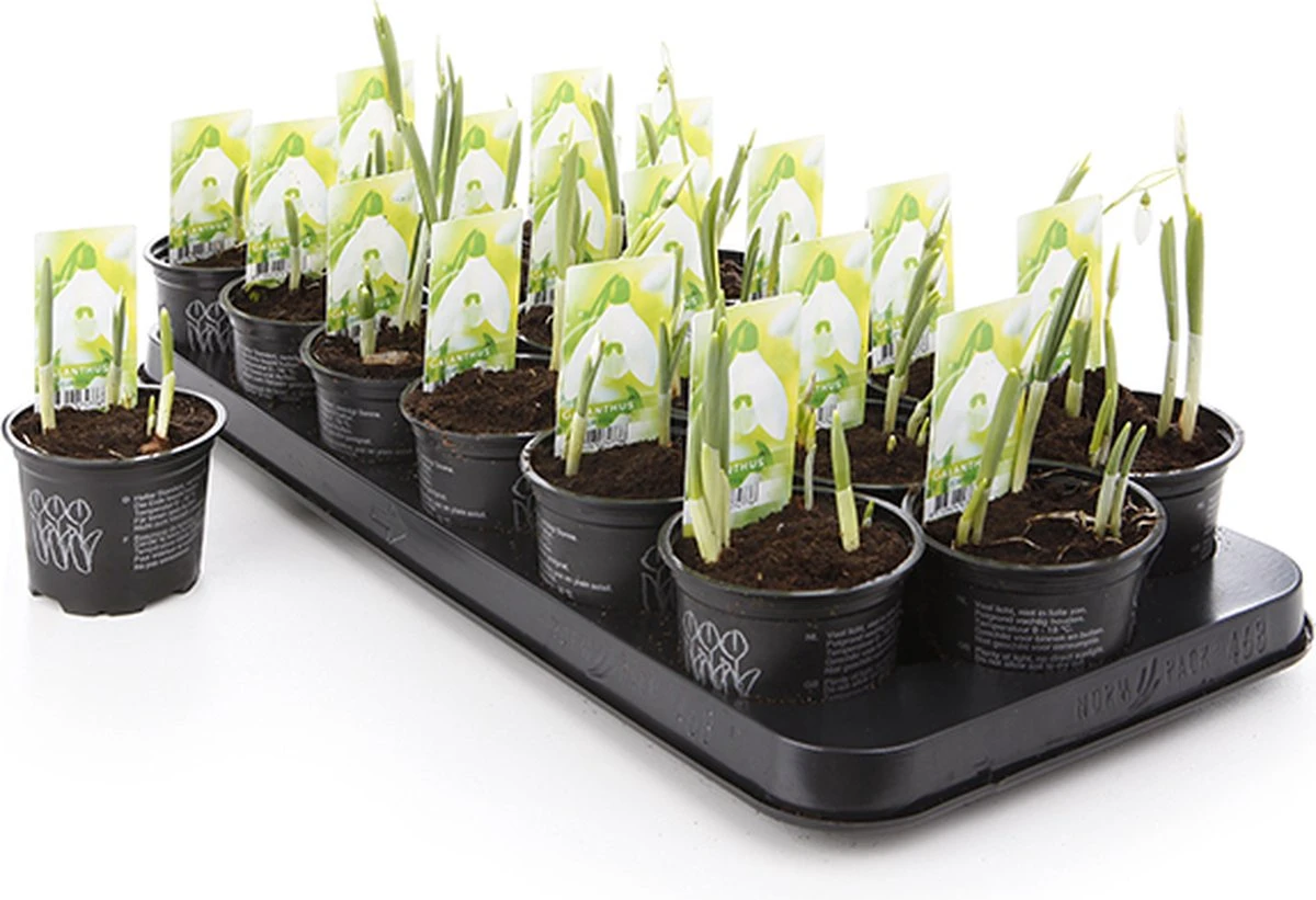 Merkloos Sneeuwklokjes In Pot (Ø9cm) - Voorjaarsbollen - 1 Tray à 9 Stuks - Haal Het Voorjaar In Huis - Bloeien Prachtig 2 à 3 Weken Na Ontvangst 3 Merkloos Sneeuwklokjes In Pot (Ø9cm) - Voorjaarsbollen - 1 Tray à 9 Stuks - Haal Het Voorjaar In Huis - Bloeien Prachtig 2 à 3 Weken Na Ontvangst