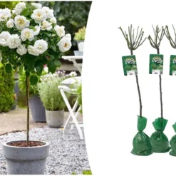 Stamrozen 3x XXL - Buitenplant - Grootbloemig - OH2 - Winterhard - Heerlijke Geur - Wit- Stamrozen 120-140 Cm
